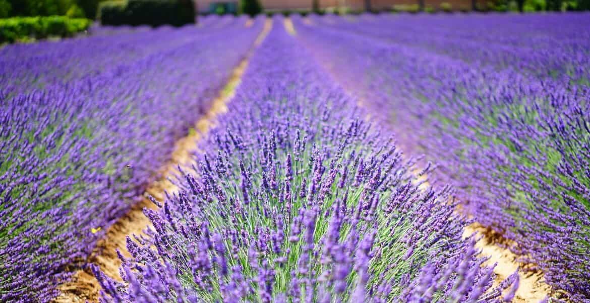 Read more about the article 10 Fun Facts about Lavender Essential Oil