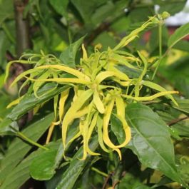 Ylang Ylang Complete Essential Oil SPECIAL